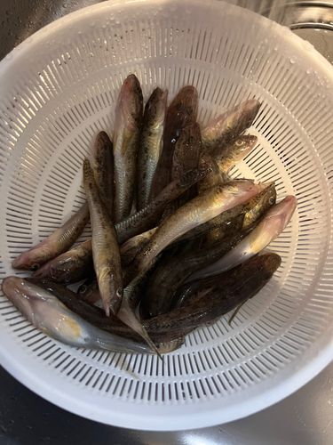 ハゼの釣果