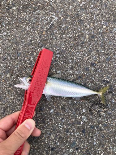サバの釣果