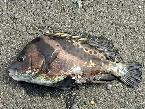 コショウダイの釣果