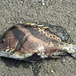 コショウダイ