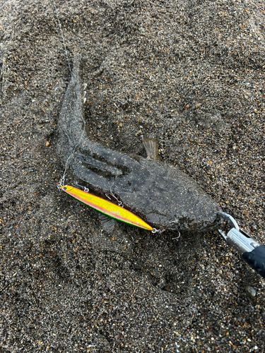 マゴチの釣果