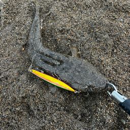 マゴチ