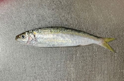 サッパの釣果