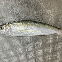 サッパ
