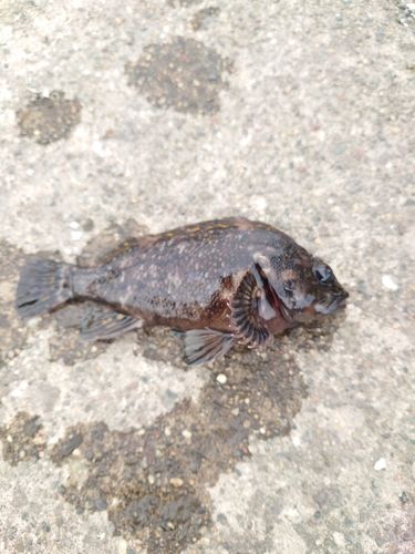オウゴンムラソイの釣果