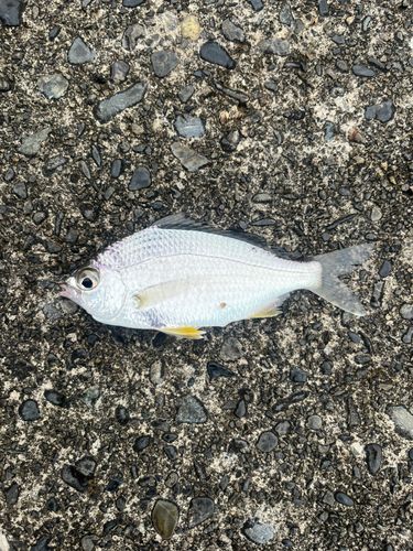 釣果
