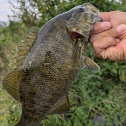 スモールマウスバス