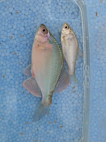 カネヒラの釣果