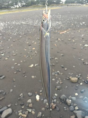タチウオの釣果