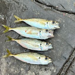 アジ