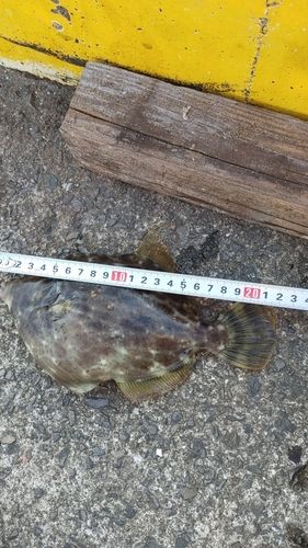 カワハギの釣果