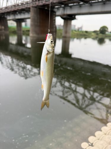 ウグイの釣果