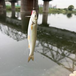 ウグイ
