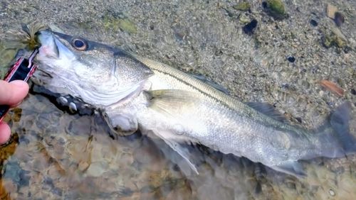 キスの釣果