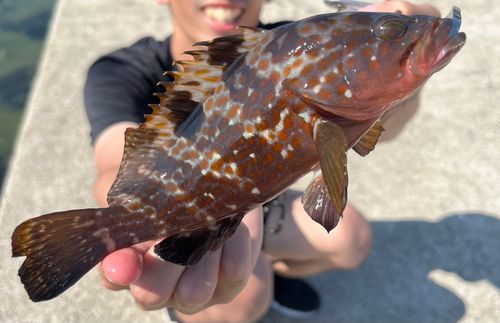 キジハタの釣果
