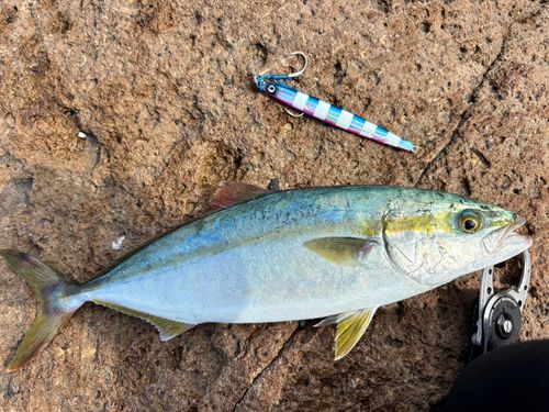 ハマチの釣果