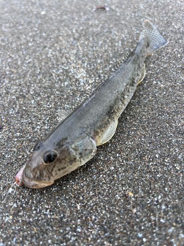ハゼの釣果