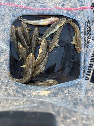 ハゼの釣果