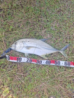 オニヒラアジの釣果