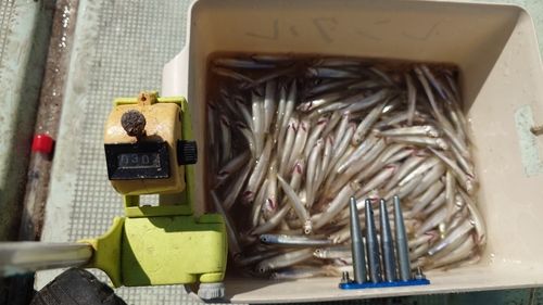 ワカサギの釣果
