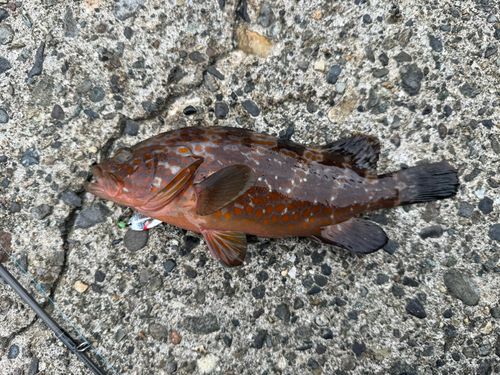キジハタの釣果