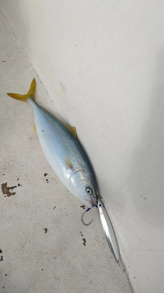 ツバスの釣果