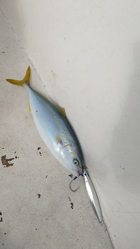 ツバスの釣果