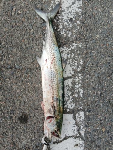 サゴシの釣果