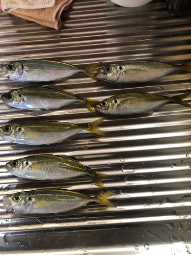釣果