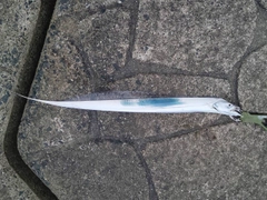 タチウオの釣果