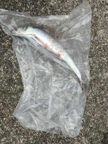サゴシの釣果