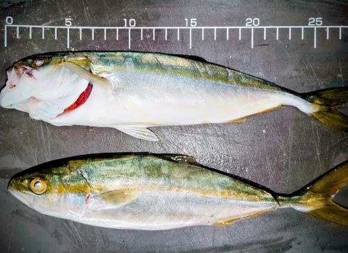 ワカシの釣果