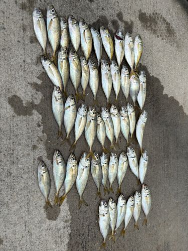 アジの釣果