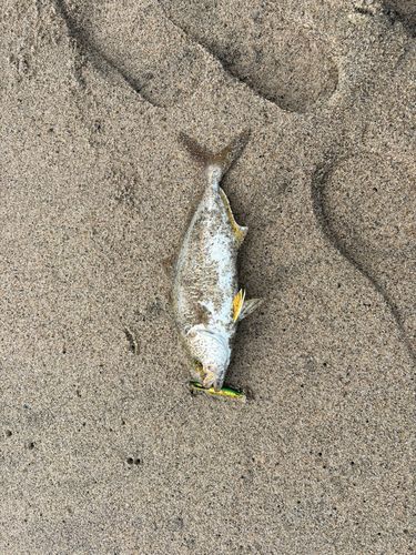 ショゴの釣果