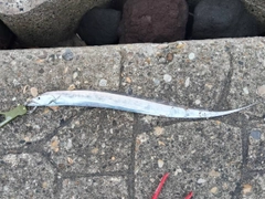 タチウオの釣果