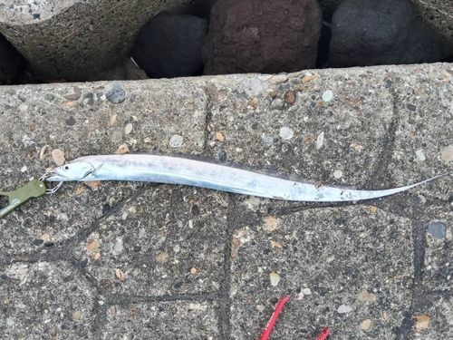 タチウオの釣果