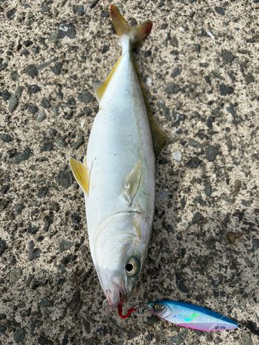 ツバスの釣果