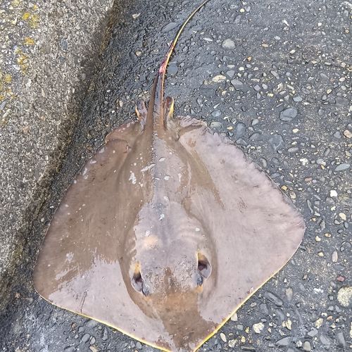 アカエイの釣果