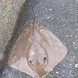 アカエイ