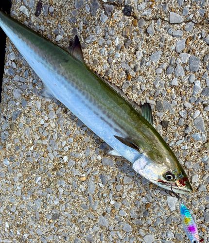 サゴシの釣果