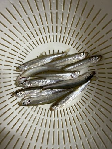 ワカサギの釣果