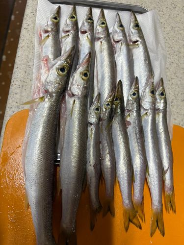 カマスの釣果