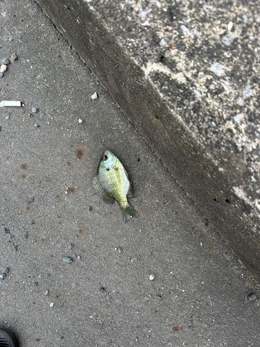 ブルーギルの釣果