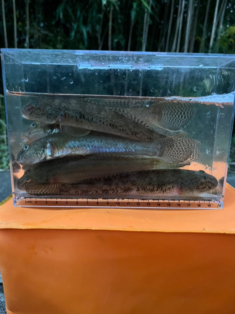 マハゼ