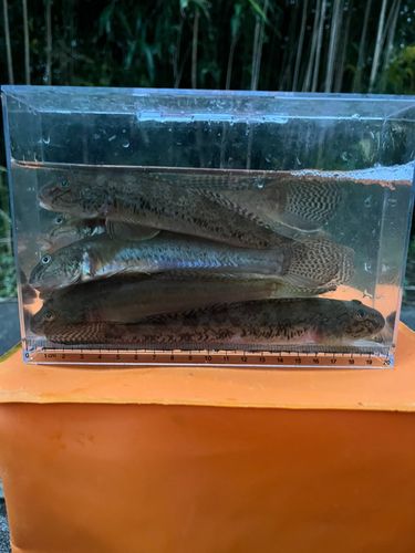 マハゼの釣果