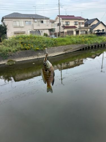 ブルーギルの釣果