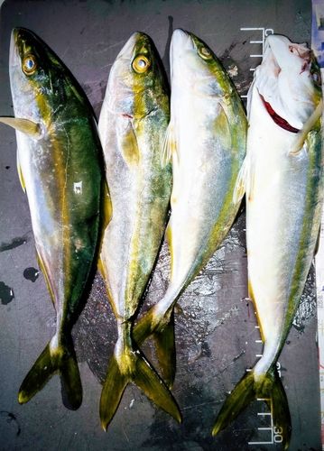 ワカシの釣果
