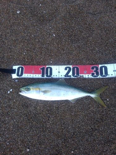 コゾクラの釣果