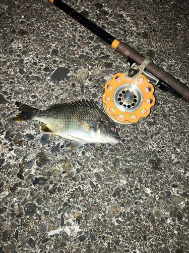 キビレの釣果