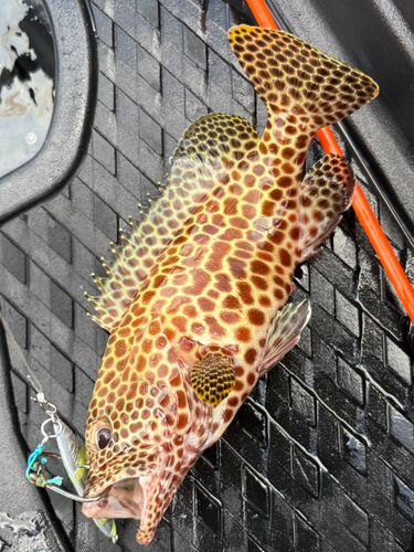 イシミーバイの釣果